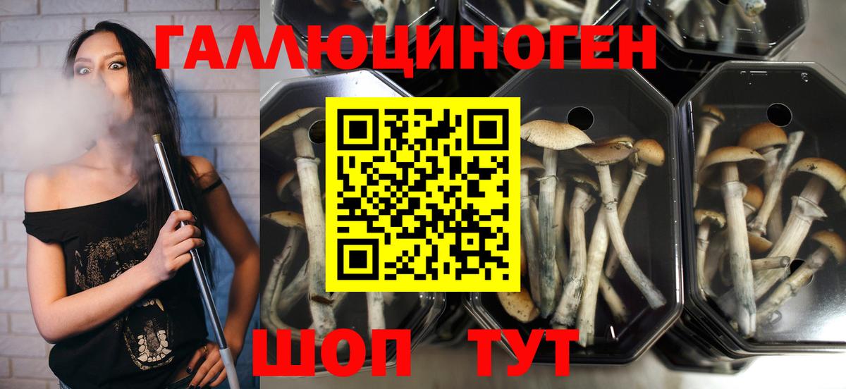 Псилоцибиновые грибы MAGIC MUSHROOMS Гусиноозёрск